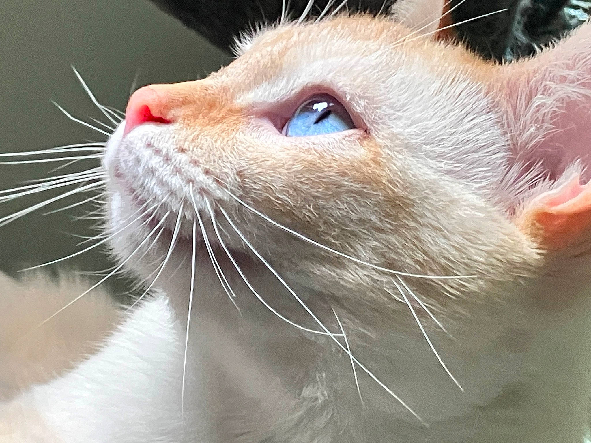 Saiki joined the competition — help win amazing prizes! carnivore, cat, close_up, comfort, domestic_short_haired_cat, ear, fang, fawn, felidae, fur, paw, small_to_medium_sized_cats, snout, whiskers