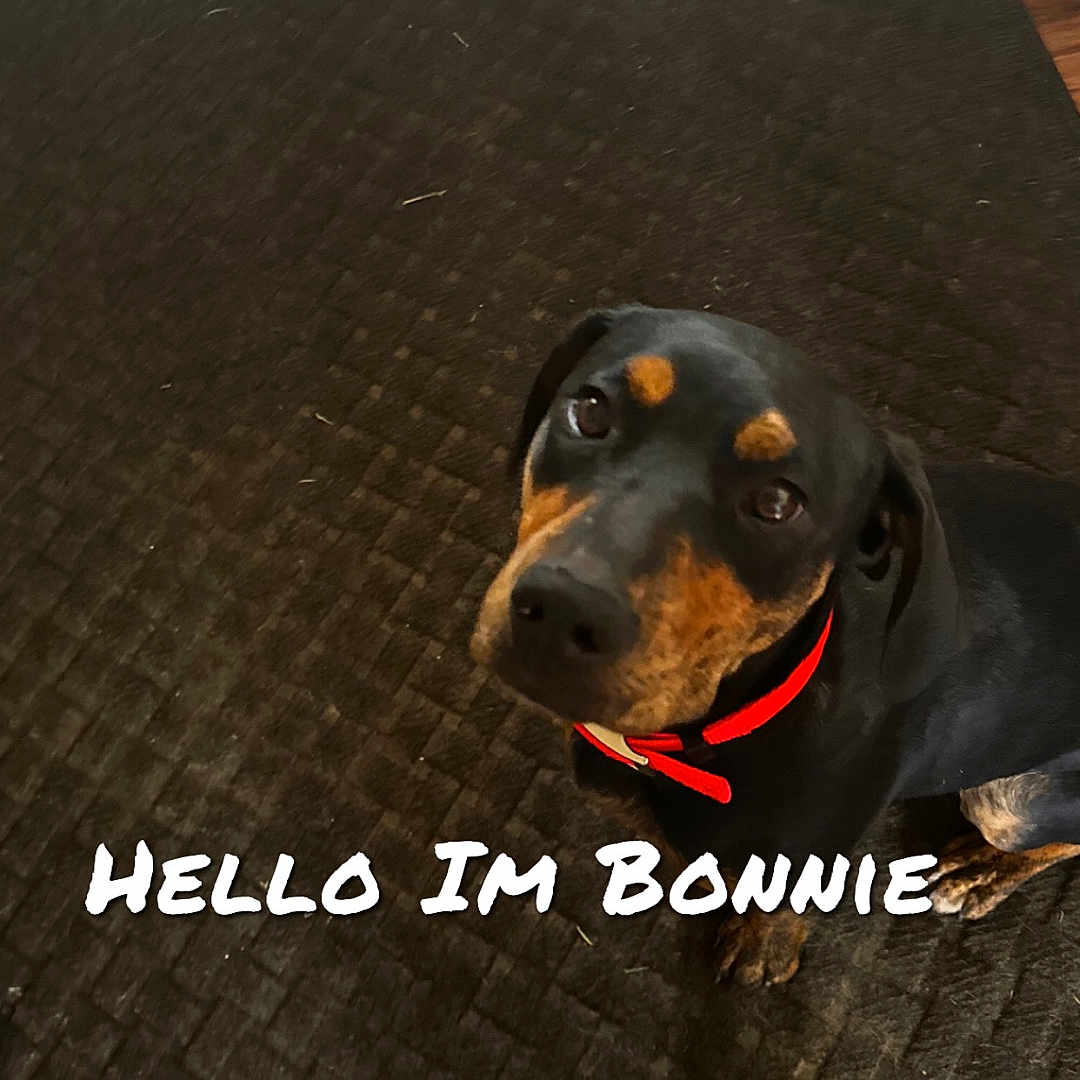 Bonnie
