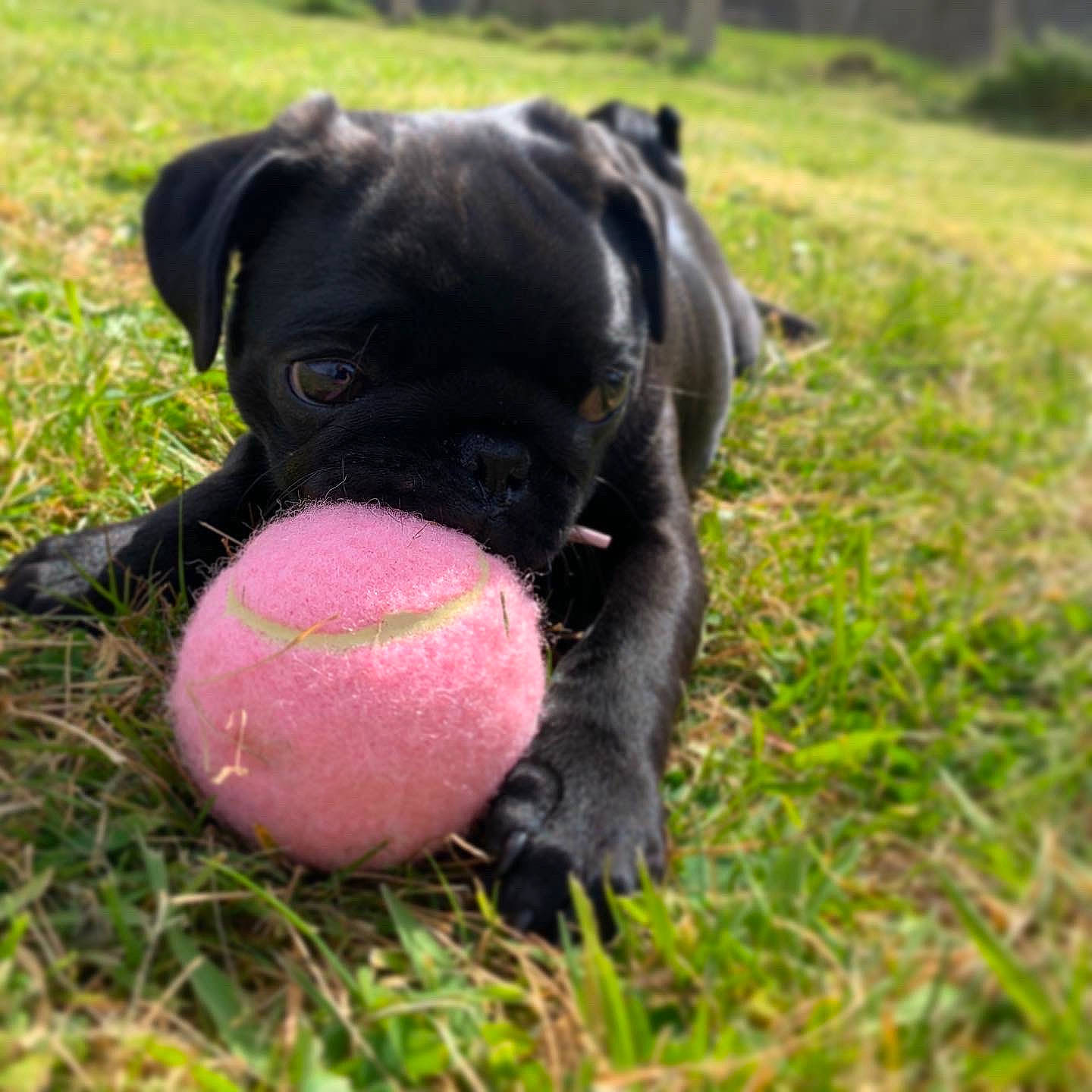 Daphne is registered to the contest to win money with this photo: ball, canidae, carnivore, companion_dog, dog, dog_breed, dog_collar, dog_toy, fawn, grass, mammal, pug, puppy, rare_breed_dog, snout, sporting_group, tennis_ball