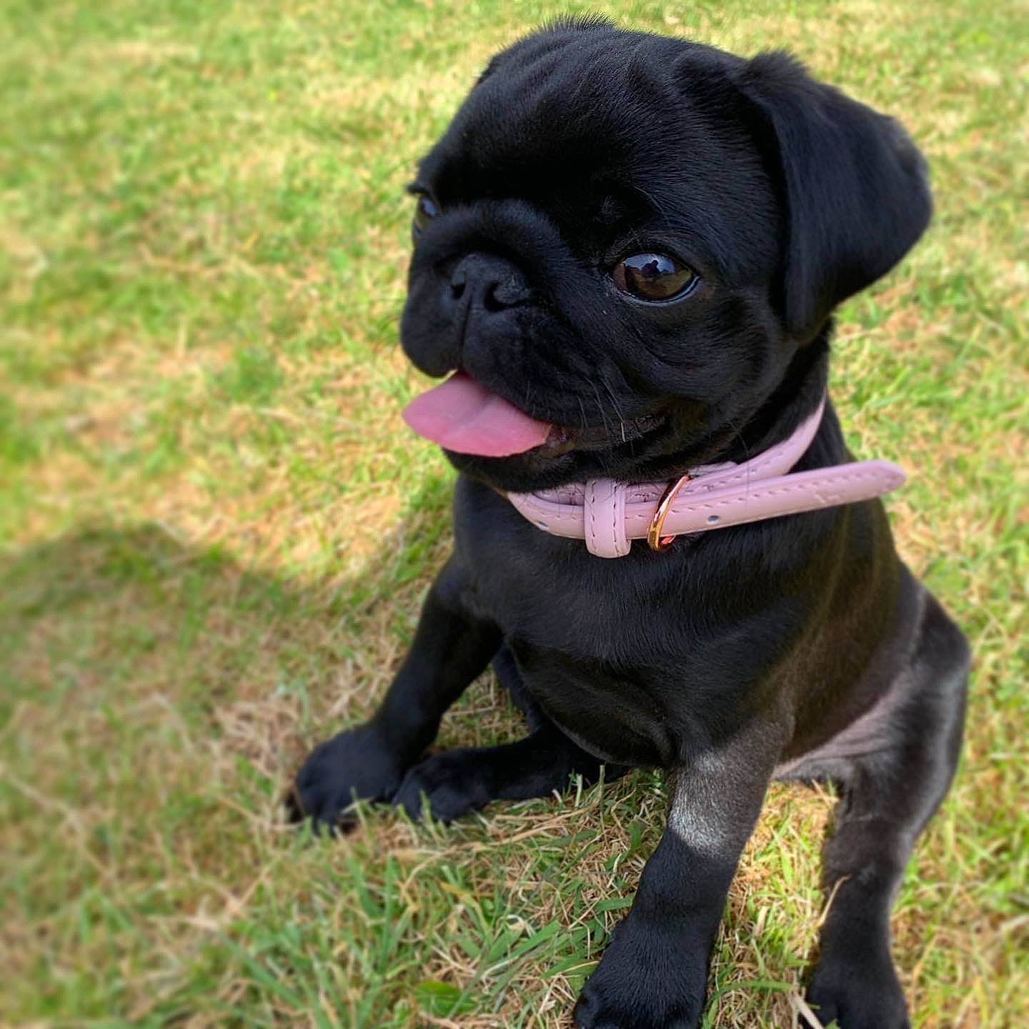 Daphne is registered to the contest to win money with this photo: boxer, canidae, carnivore, companion_dog, dog, dog_breed, dog_collar, grass, mammal, molosser, non_sporting_group, plant, pug, puggle, puppy, rare_breed_dog, renascence_bulldogge, snout, sporting_group, vertebrate