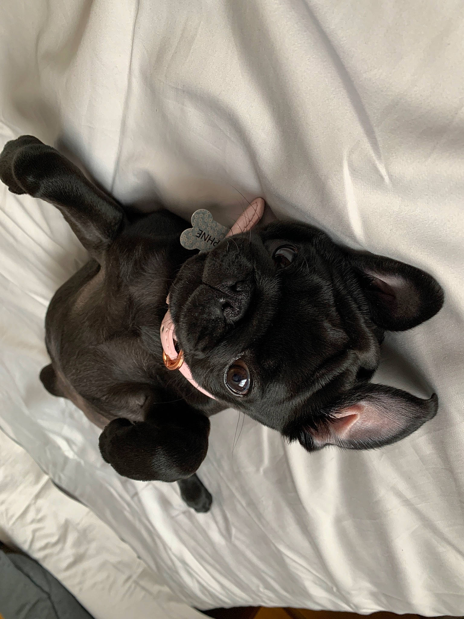 Daphne is registered to the contest to win money with this photo: canidae, carnivore, companion_dog, dog, dog_breed, fawn, french_bulldog, non_sporting_group, pug, puppy, snout, sporting_group