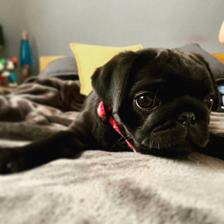 Daphne is registered to the contest to win money with this photo: canidae, carnivore, companion_dog, dog, dog_breed, dog_collar, ear, fawn, mammal, nose, pug, puggle, puppy, skin, snout, sporting_group, toy_dog, whiskers, wrinkle