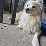 animal, calm, canine, chair_leg, companion, concrete_floor, dog, domestic_animal, fence, fluffy, looking_away, outdoor, paw, pet, portrait, relaxed, resting, sitting, stone_wall, white_fur