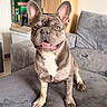 dog, french_bulldog, pet, animal, portrait, sitting, sofa, couch, indoor, living_room, gray_fur, white_chest, large_ears, pointed_ears, brown_eyes, open_mouth, tongue, happy, front_view, home_decor