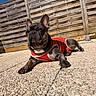 dog, french_bulldog, pet, canine, red_shirt, outdoor, sunlight, wooden_fence, stone_pavement, lying_down, portrait, animal, brindle_coat, upright_ears, short_snout, black_dog, garden, backyard, bright_day, funny_pose