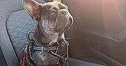 Aïko a rejoint le concours — aidez-le/la à gagner de superbes lots ! dog, french_bulldog, pet, car, car_interior, back_seat, sitting, harness, leash, collar, wrinkles, ears, short_hair, gray_dog, sunlight, sun_flare, window, vehicle, portrait, road_trip