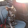 dog, french_bulldog, pet, car, car_interior, back_seat, sitting, harness, leash, collar, wrinkles, ears, short_hair, gray_dog, sunlight, sun_flare, window, vehicle, portrait, road_trip