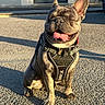 dog, french_bulldog, pet, sitting, happy, smiling, tongue, outdoors, sunlight, harness, leash, pavement, street, building, portrait, closeup, animal, companion, shorthaired, daylight