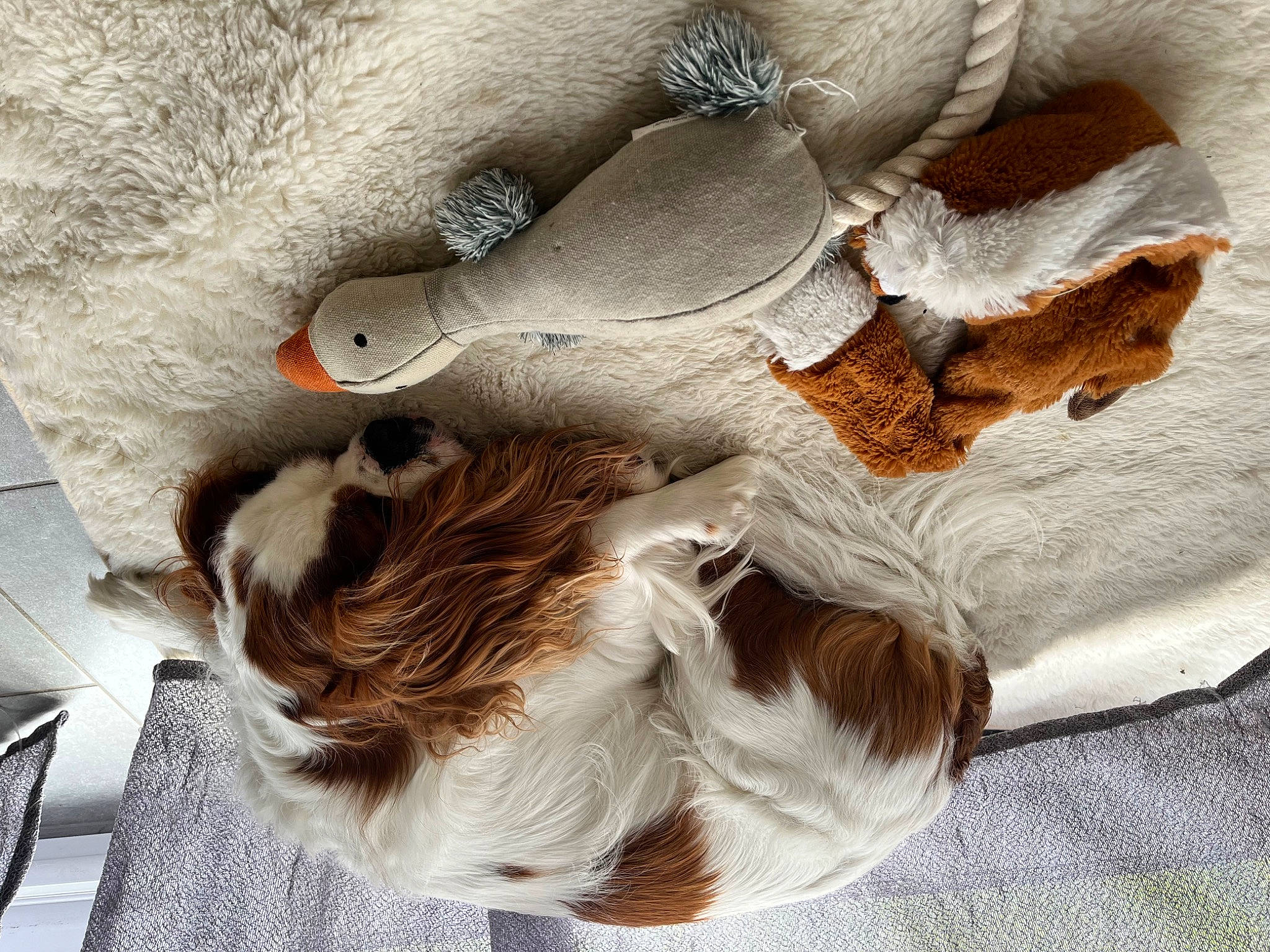 Olaf participe au concours pour gagner de l'argent avec cette photo : carnivore, companion_dog, dog, dog_breed, fawn, feather, felidae, fur, grey, liver, paw, small_to_medium_sized_cats, snout, sporting_group, tail, textile, toy_dog, whiskers, wing, wood