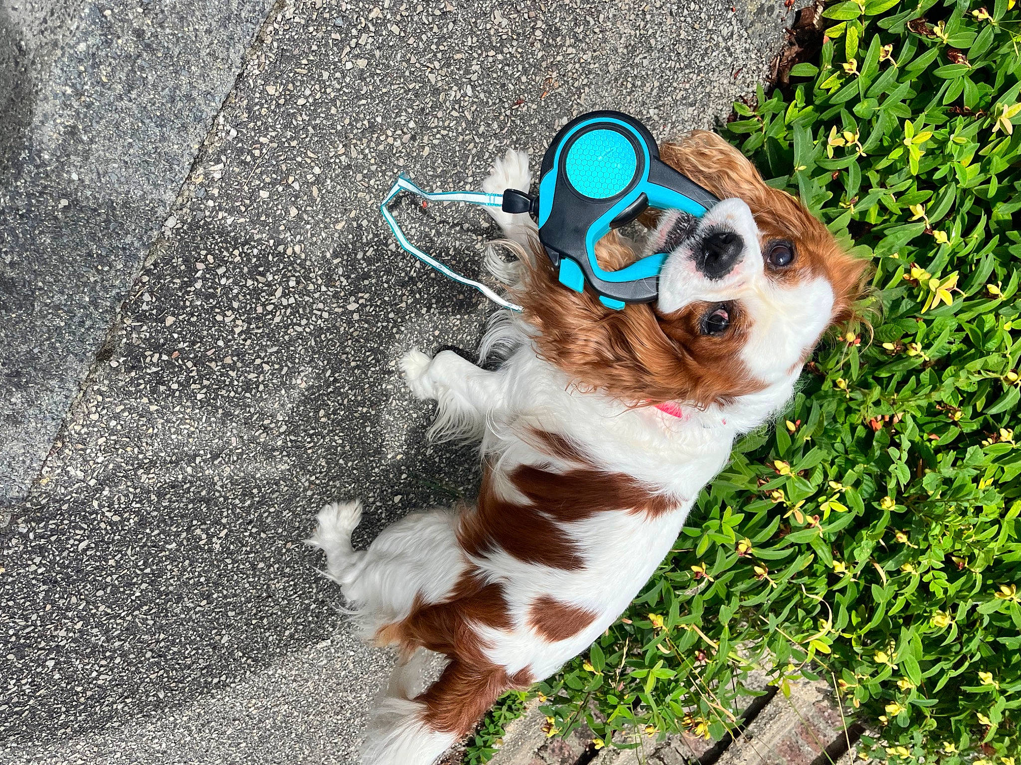 Olaf a rejoint le concours — aidez-le/la à gagner de superbes lots ! carnivore, companion_dog, dog, dog_breed, eyewear, fawn, felidae, glasses, grass, head, human_leg, plant, road_surface, small_to_medium_sized_cats, snout, sunglasses, terrestrial_animal, vision_care, whiskers, working_animal