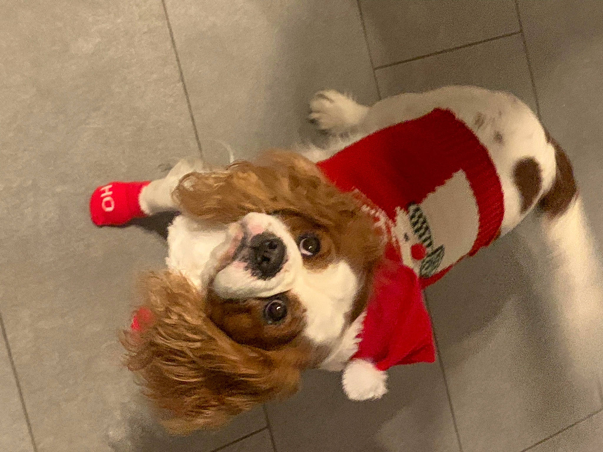 Olaf participe au concours pour gagner de l'argent avec cette photo : carnivore, companion_dog, costume_hat, dog, dog_breed, dog_clothes, dog_supply, fawn, fictional_character, fur, fur_clothing, mascot, paw, pet_supply, santa_claus, snout, sporting_group, stuffed_toy, toy, working_animal