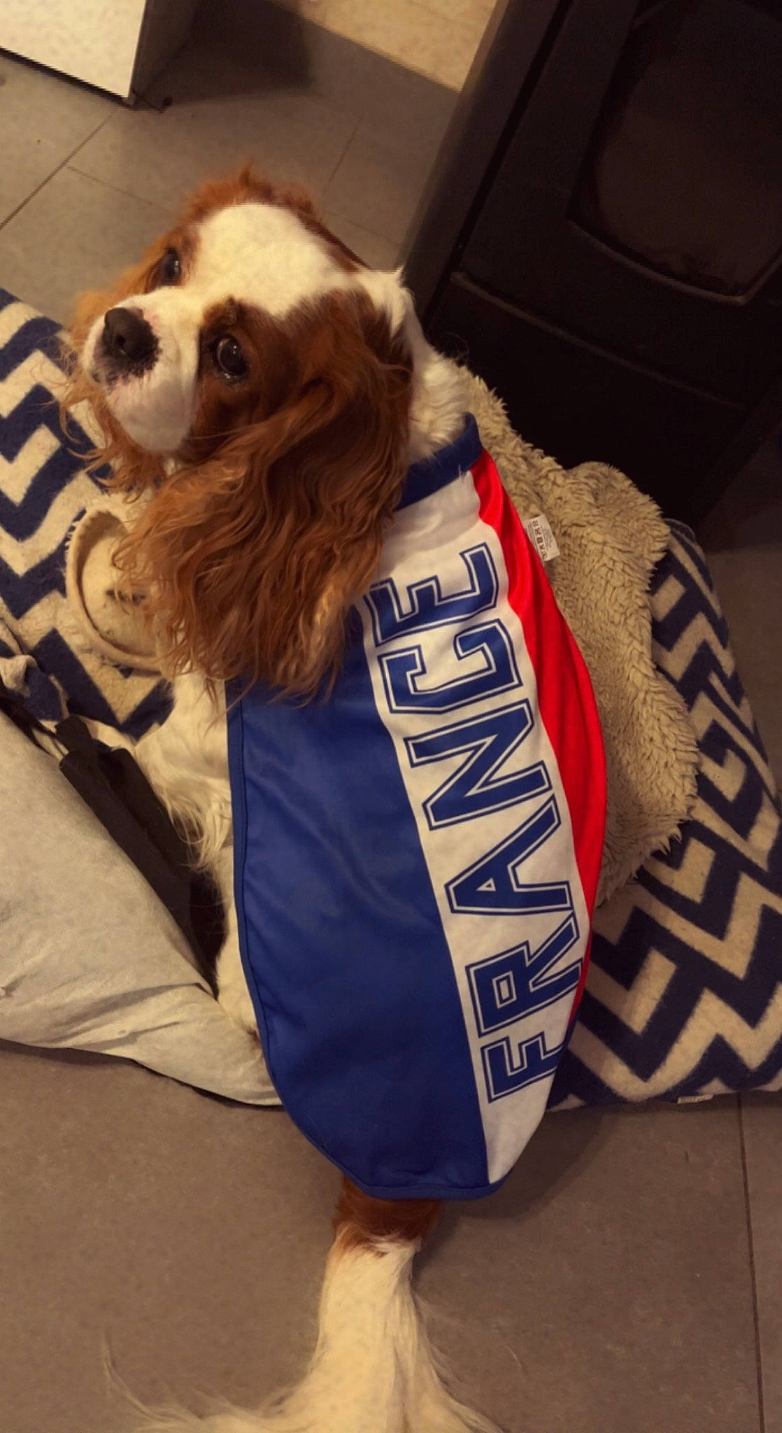 Olaf a rejoint le concours — aidez-le/la à gagner de superbes lots ! canidae, carnivore, companion_dog, dog, dog_breed, dog_clothes, dog_supply, electric_blue, fashion_accessory, felidae, fur, jersey, personal_protective_equipment, sleeve, sporting_group, sports_gear, sportswear, toy_dog, whiskers, working_animal