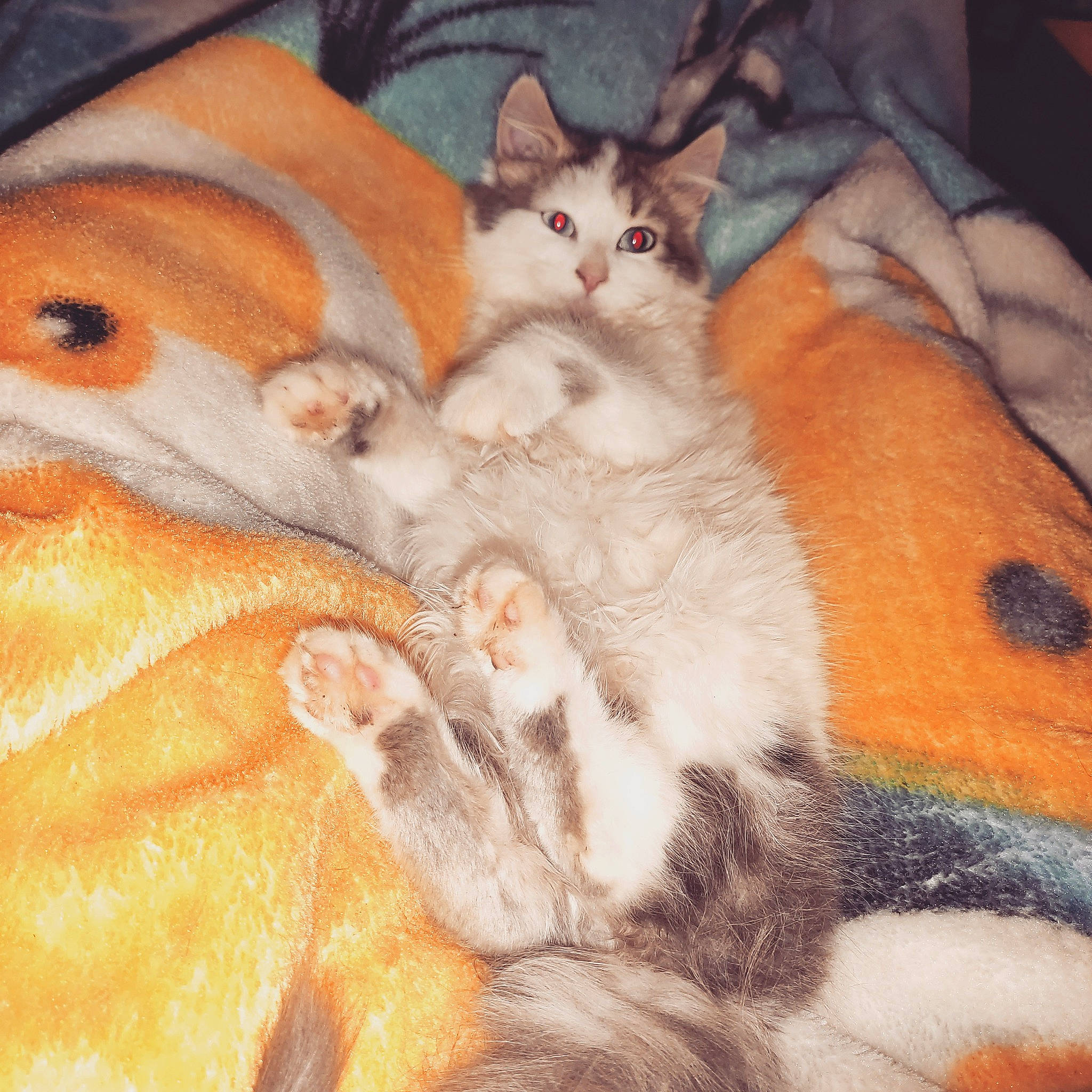 Pilou a rejoint le concours — aidez-le/la à gagner de superbes lots ! aegean_cat, american_wirehair, asian, carnivore, cat, claw, domestic_short_haired_cat, european_shorthair, eye, fawn, felidae, fur, kitten, mammal, paw, polydactyl_cat, small_to_medium_sized_cats, tabby_cat, tail, whiskers