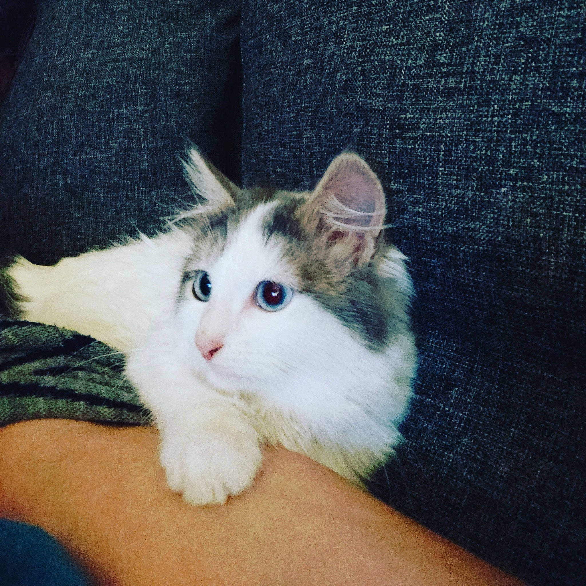 Pilou a rejoint le concours — aidez-le/la à gagner de superbes lots ! aegean_cat, american_wirehair, carnivore, cat, cymric, domestic_long_haired_cat, eye, felidae, iris, japanese_bobtail, kitten, mammal, norwegian_forest_cat, polydactyl_cat, ragamuffin, ragdoll, small_to_medium_sized_cats, turkish_van, vertebrate, whiskers