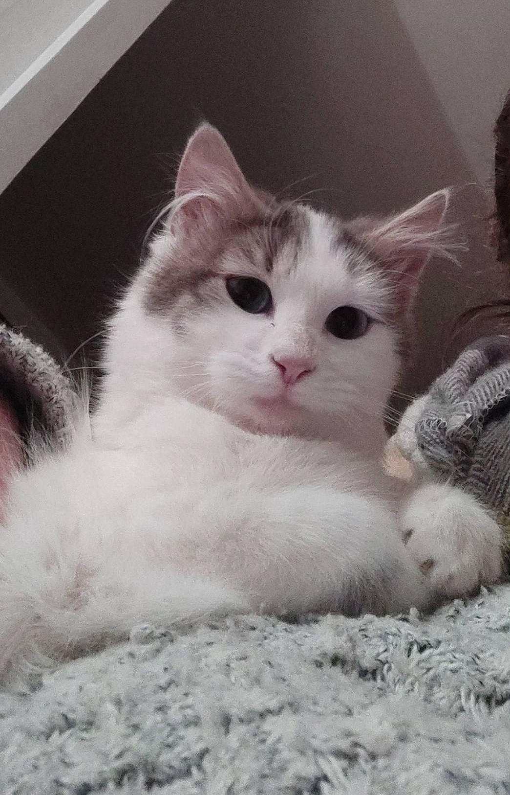 Pilou participe au concours pour gagner de l'argent avec cette photo : aegean_cat, british_semi_longhair, carnivore, cat, domestic_long_haired_cat, domestic_short_haired_cat, european_shorthair, eye, felidae, fur, kitten, mammal, ragamuffin, ragdoll, sky, small_to_medium_sized_cats, turkish_angora, turkish_van, vertebrate, whiskers