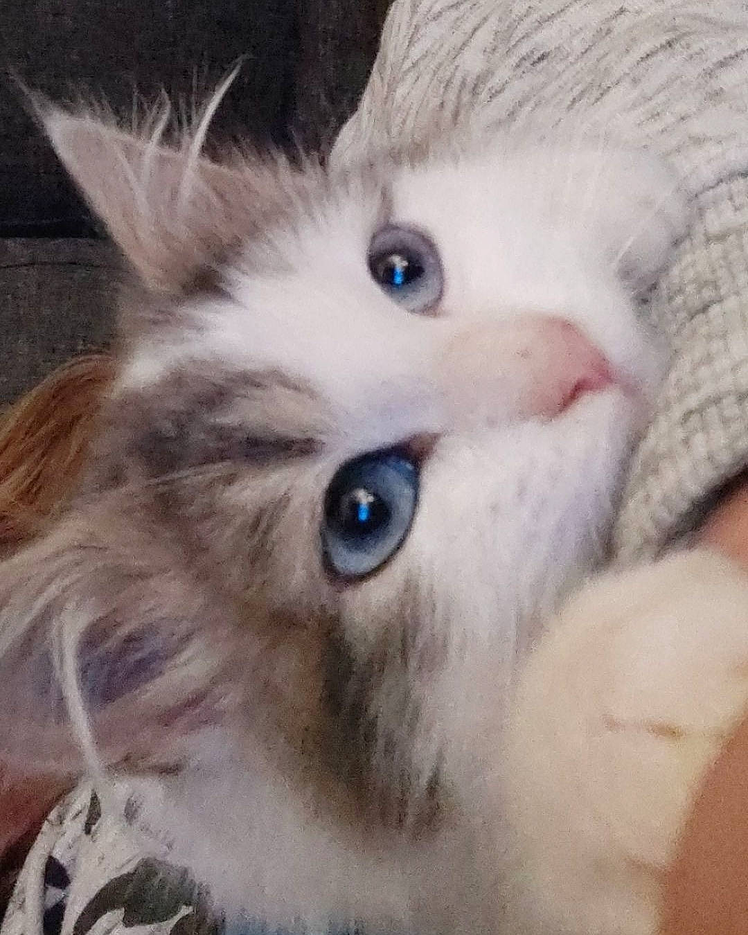 Pilou a rejoint le concours — aidez-le/la à gagner de superbes lots ! asian_semi_longhair, carnivore, cat, domestic_long_haired_cat, eye, felidae, fur, iris, kitten, mammal, nose, ojos_azules, organ, ragamuffin, ragdoll, siberian, small_to_medium_sized_cats, snout, vertebrate, whiskers