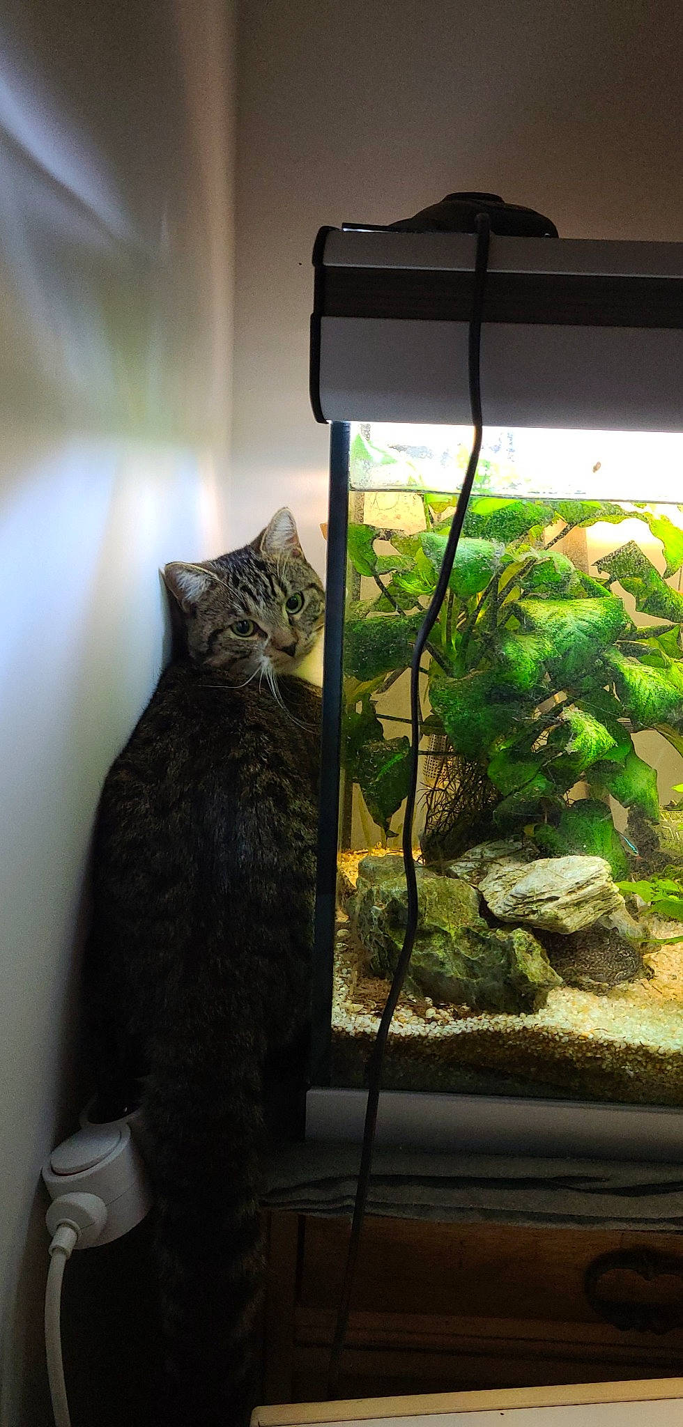 Tagada participe au concours pour gagner de l'argent avec cette photo : aquatic_plant, cat, felidae, fur, glass, grass, herb, houseplant, pet_supply, plant, rock, room, small_to_medium_sized_cats, tail, terrestrial_animal, terrestrial_plant, tints_and_shades, whiskers, window, wood