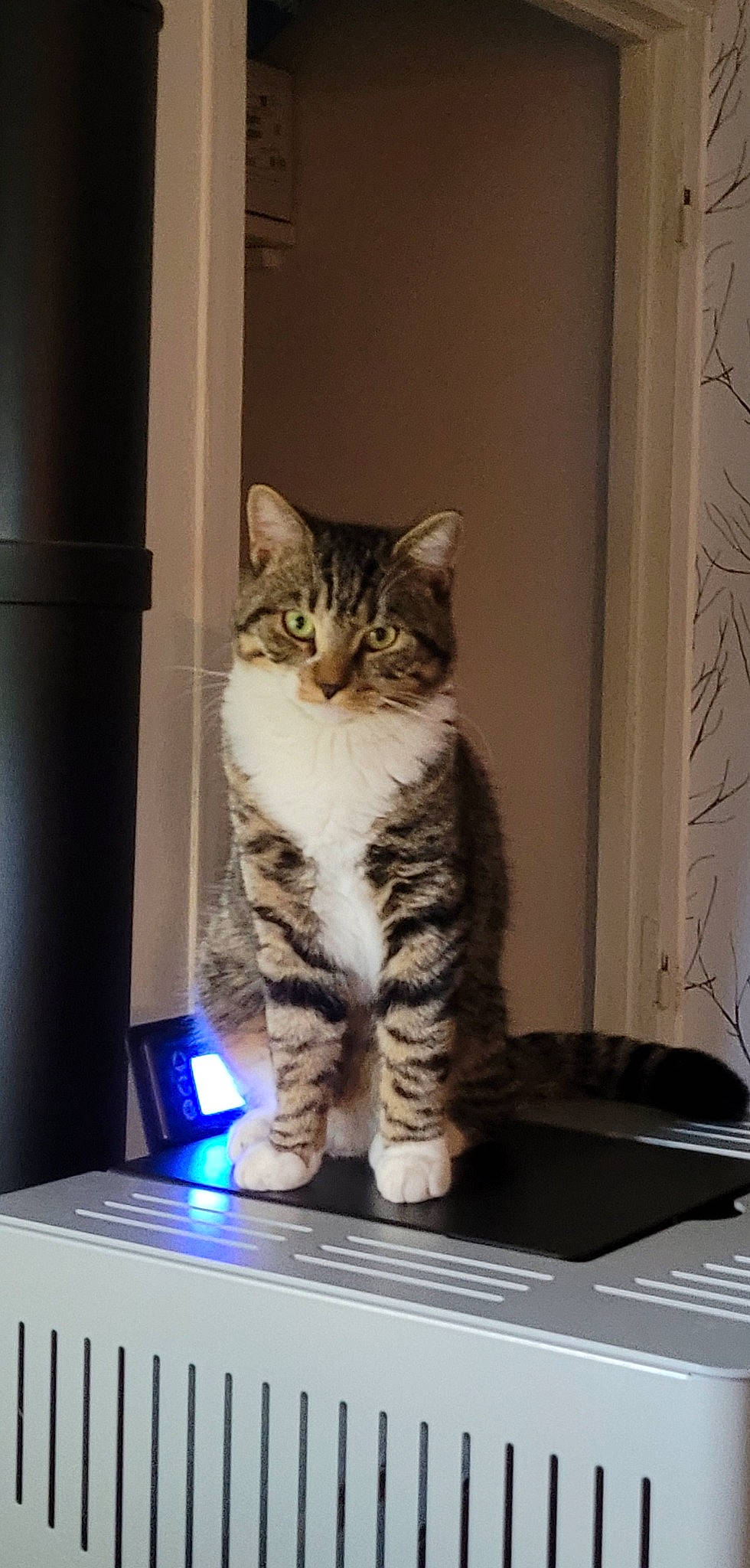 Tagada participe au concours pour gagner de l'argent avec cette photo : carnivore, cat, computer_hardware, display_device, domestic_short_haired_cat, door, felidae, fur, laptop, paw, small_to_medium_sized_cats, snout, tail, whiskers, window