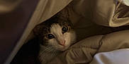Juno joined the competition — help win amazing prizes! cat, animal, pet, blanket, cozy, indoor, fur, whiskers, cute, curious, face, eyes, resting, soft, warm, comfort, hideout, portrait, mammal, feline
