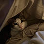 cat, animal, pet, blanket, cozy, indoor, fur, whiskers, cute, curious, face, eyes, resting, soft, warm, comfort, hideout, portrait, mammal, feline