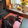 Juno is registered to the contest to win money with this photo: cat, black_cat, tabby_cat, indoor, table, windowsill, sunflowers, flower_pot, window, bowl, wooden_table, chair, green_cushion, domestic_cat, pet, relaxing, sunlight, houseplant, decor, feline