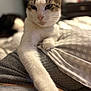 Juno is registered to the contest to win money with this photo: cat, pet, animal, feline, paw, bed, blanket, indoor, close_up, relaxed, whiskers, fur, domestic, cozy, resting, comfort, soft_light, patterned, sleepy, cute