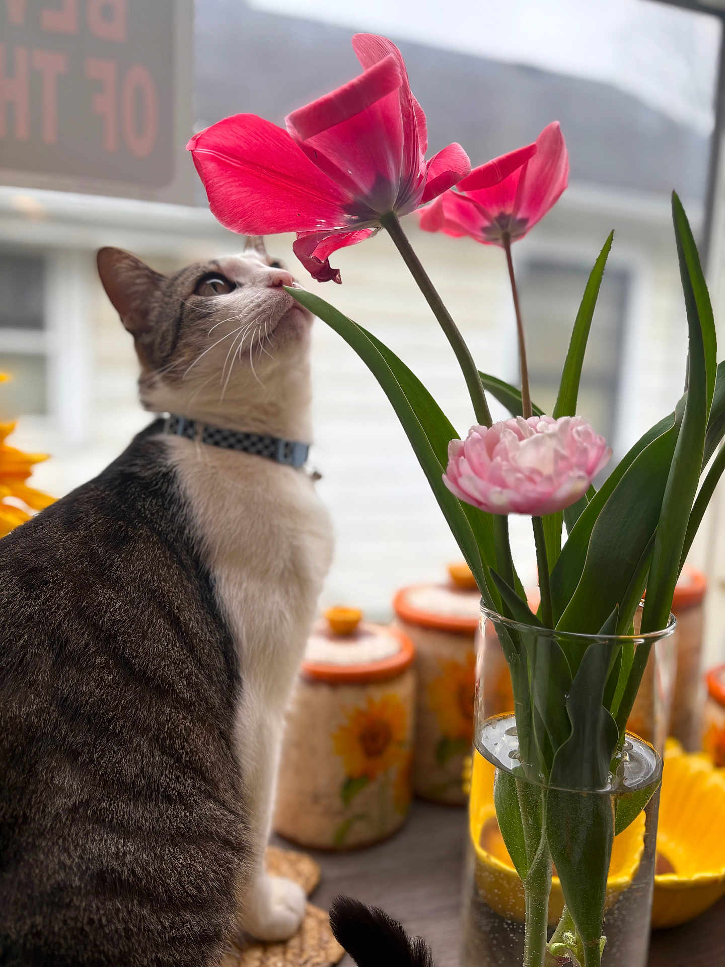 Juno joined the competition — help win amazing prizes! cat, flower, pink_flower, vase, glass, water, leaf, plant, indoor, kitchen, container, sunflower, table, curious, whiskers, pet, domestic_animal, closeup, natural_light, houseplant