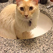 Piddle is registered to the contest to win money with this photo: