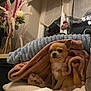dog, chihuahua, blanket, cushion, window, curtains, flower_vase, flowers, indoor, pet, cozy, brown_dog, small_dog, furniture, home_decor, soft_texture, animal, resting, cute, wrapped
