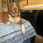 Brady joined the competition — help win amazing prizes! animal, art, bulldog, canine, clothing, computerhardware, cup, dog, electronics, footwear, furniture, hardware, indoors, interiordesign, monitor, painting, person, pet, pitbull, screen