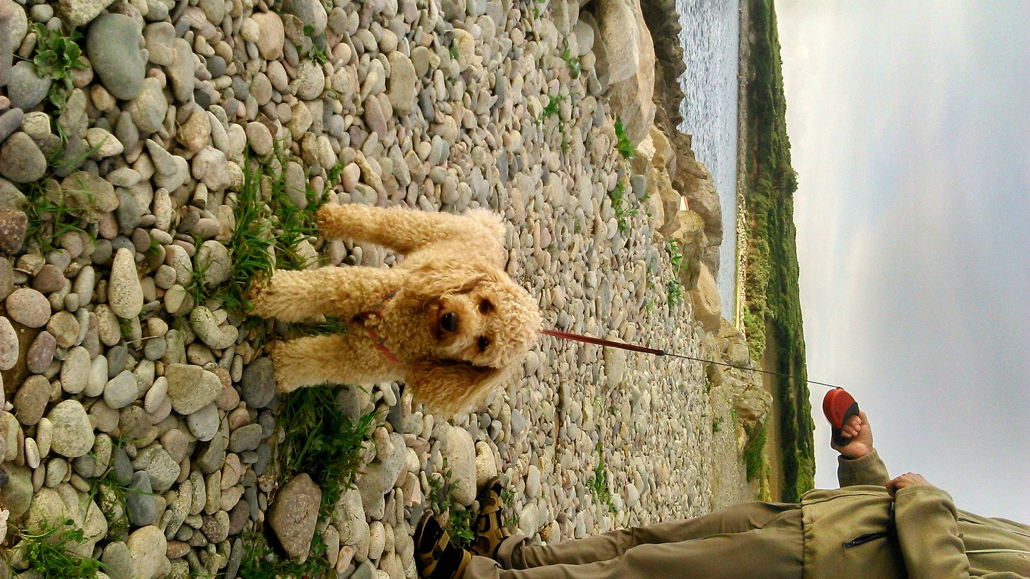 Winny participe au concours pour gagner de l'argent avec cette photo : canidae, carnivore, cloud, companion_dog, dog, dog_breed, fawn, fur, grass, landscape, plant, rock, shadow, sky, snout, soil, stuffed_toy, terrestrial_animal, toy, wood