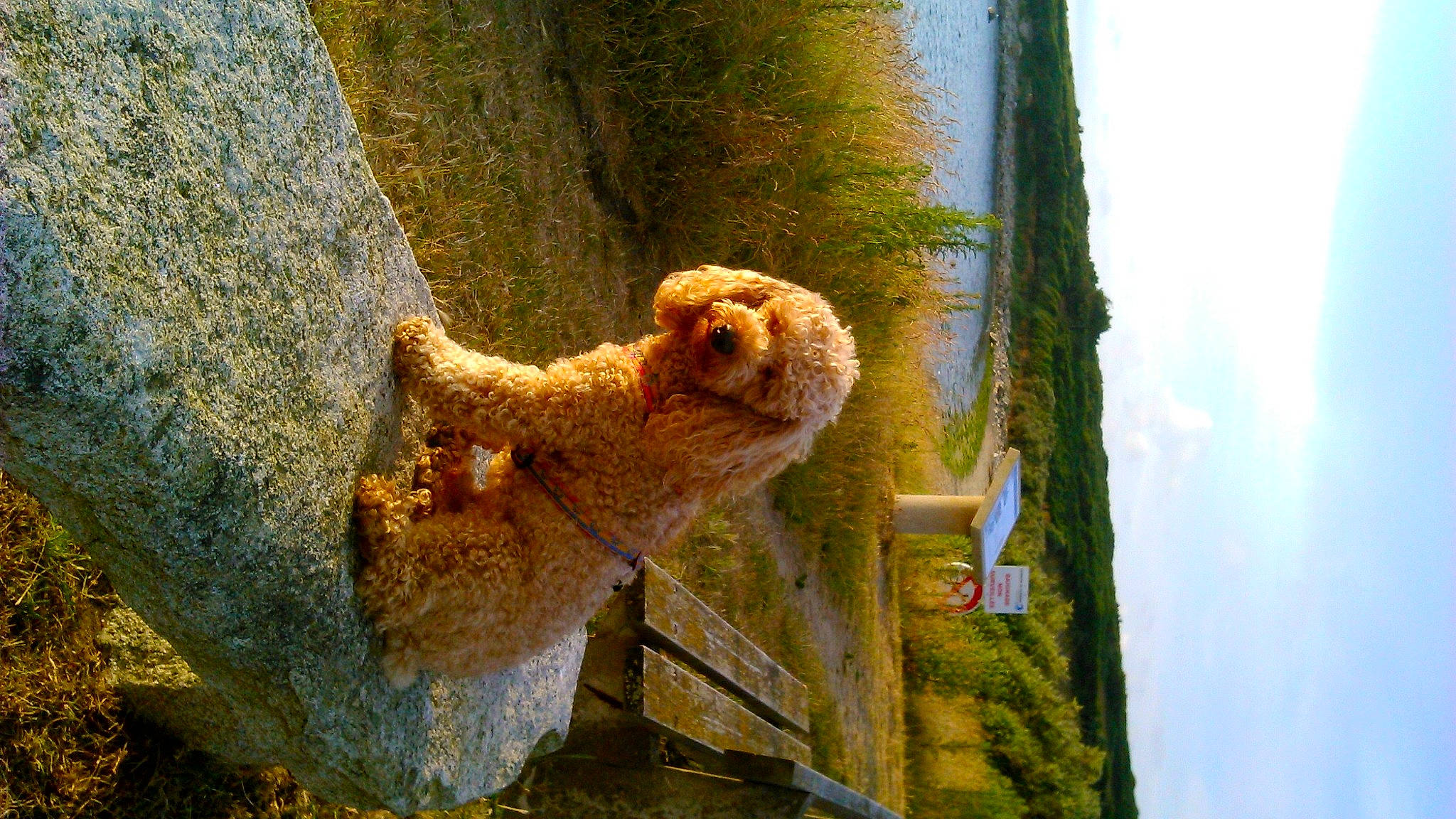 Winny a rejoint le concours — aidez-le/la à gagner de superbes lots ! carnivore, cloud, companion_dog, dog, dog_breed, fawn, felidae, fur, grass, plant, sky, snout, sporting_group, tail, terrestrial_animal, toy, tree, trunk, water, wood