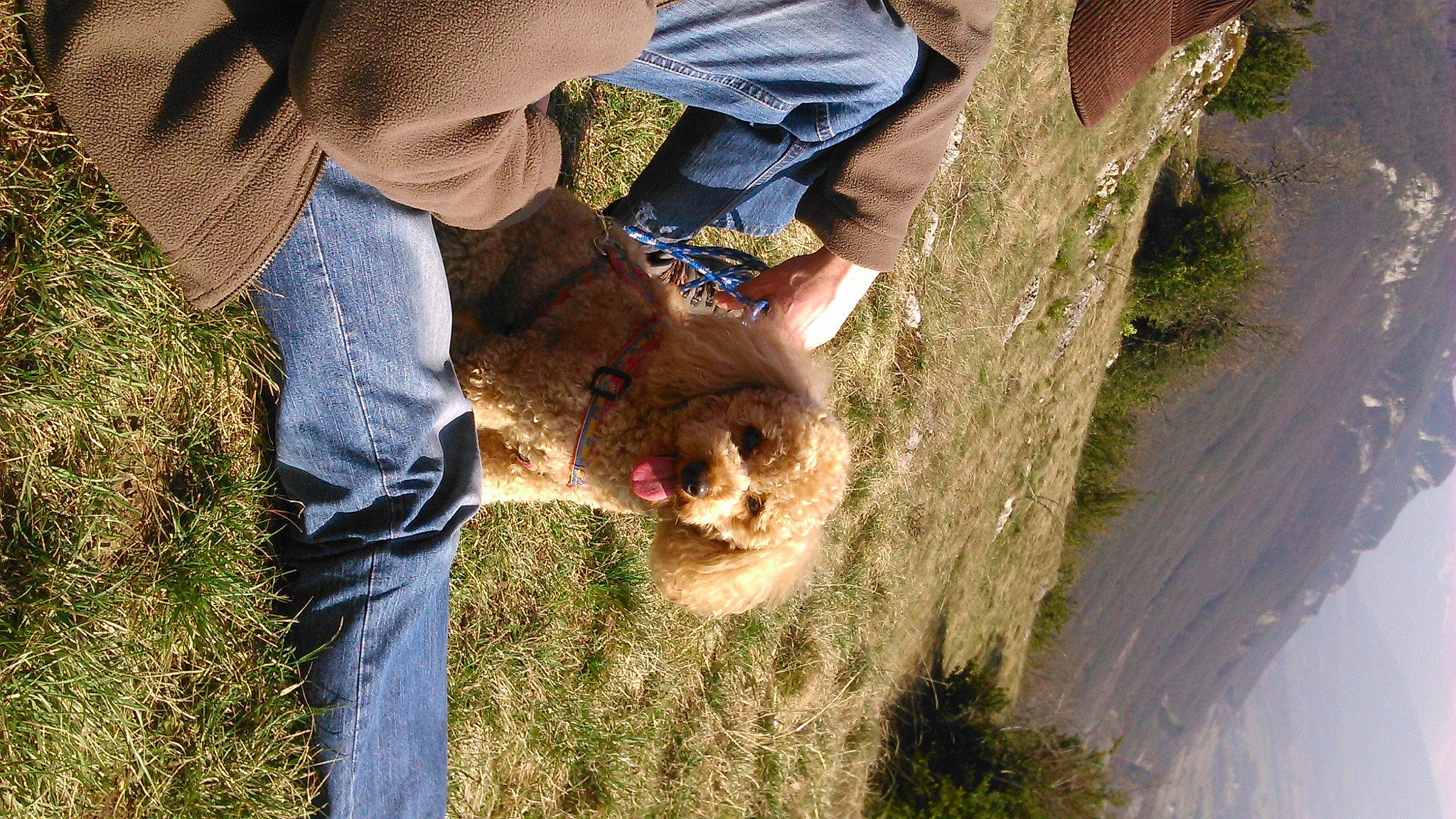 Winny participe au concours pour gagner de l'argent avec cette photo : canidae, companion_dog, denim, dog, dog_breed, fawn, fur, grass, jeans, landscape, livestock, people_in_nature, plant, soil, sporting_group, terrestrial_animal, tree, trunk, wildlife, wildlife_biologist