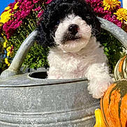 Albert participe au concours pour gagner de l'argent avec cette photo : puppy, dog, watering_can, flowers, chrysanthemum, yellow_flowers, pink_flowers, blue_sky, pumpkin, gourd, metal_container, garden, outdoor, portrait, close_up, fluffy, cute, black_and_white_fur, nose, sunlight