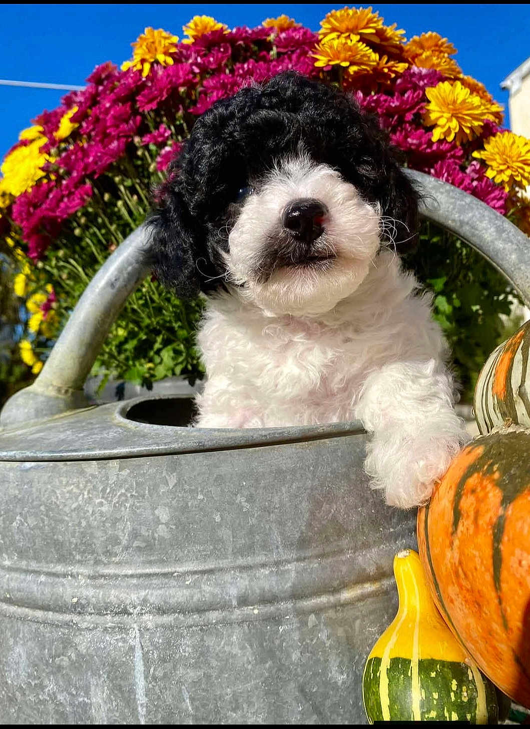 Albert participe au concours pour gagner de l'argent avec cette photo : puppy, dog, watering_can, flowers, chrysanthemum, yellow_flowers, pink_flowers, blue_sky, pumpkin, gourd, metal_container, garden, outdoor, portrait, close_up, fluffy, cute, black_and_white_fur, nose, sunlight