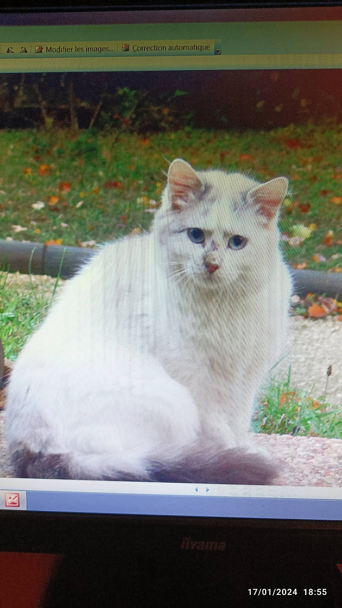 Sun a rejoint le concours — aidez-le/la à gagner de superbes lots ! carnivore, cat, computer_monitor, display_device, domestic_short_haired_cat, felidae, flat_panel_display, fur, multimedia, output_device, paw, photo_caption, plant, rectangle, sitting, small_to_medium_sized_cats, tail, terrestrial_animal, whiskers, window