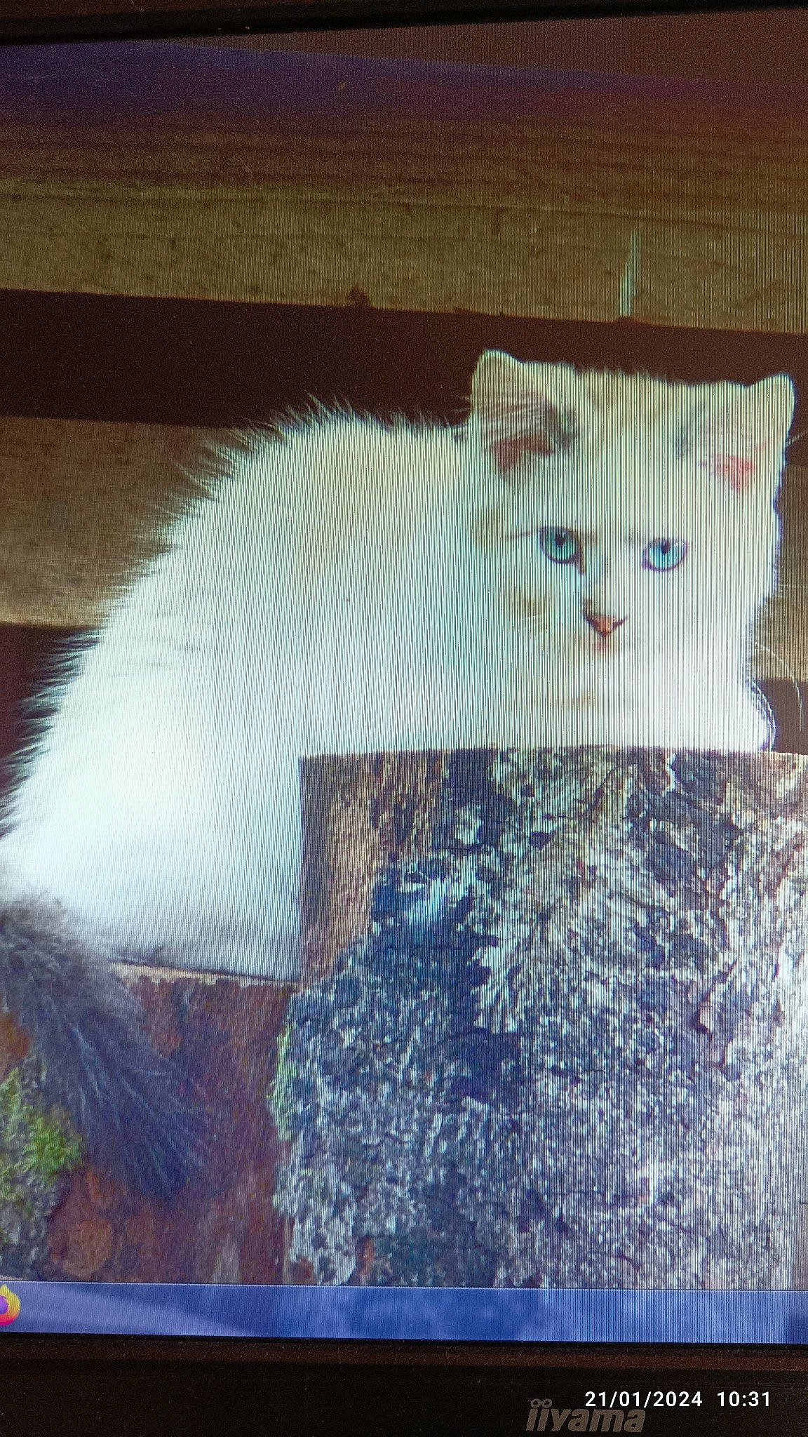 Sun participe au concours pour gagner de l'argent avec cette photo : blue, carnivore, claw, electric_blue, fashion_accessory, fawn, felidae, fur, knitting, pattern, plant, small_to_medium_sized_cats, snout, tail, terrestrial_animal, thread, tree, whiskers, wood, wool
