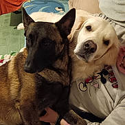 Tokio Et Malia participe au concours pour gagner de l'argent avec cette photo : animal, blanket, brown, comfort, companion, couch, cozy, dog, ears, face, friendship, fur, indoor, mickey_mouse, pajamas, person, pets, relaxation, snuggle, white
