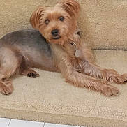 Snapp joined the competition — help win amazing prizes! animal, canine, carpet, collar, cute, dog, domestic_animal, ears, fur, gray_fur, indoor, looking_at_camera, lying_down, paw, pet, resting, small_dog, snout, stairs, tan_fur