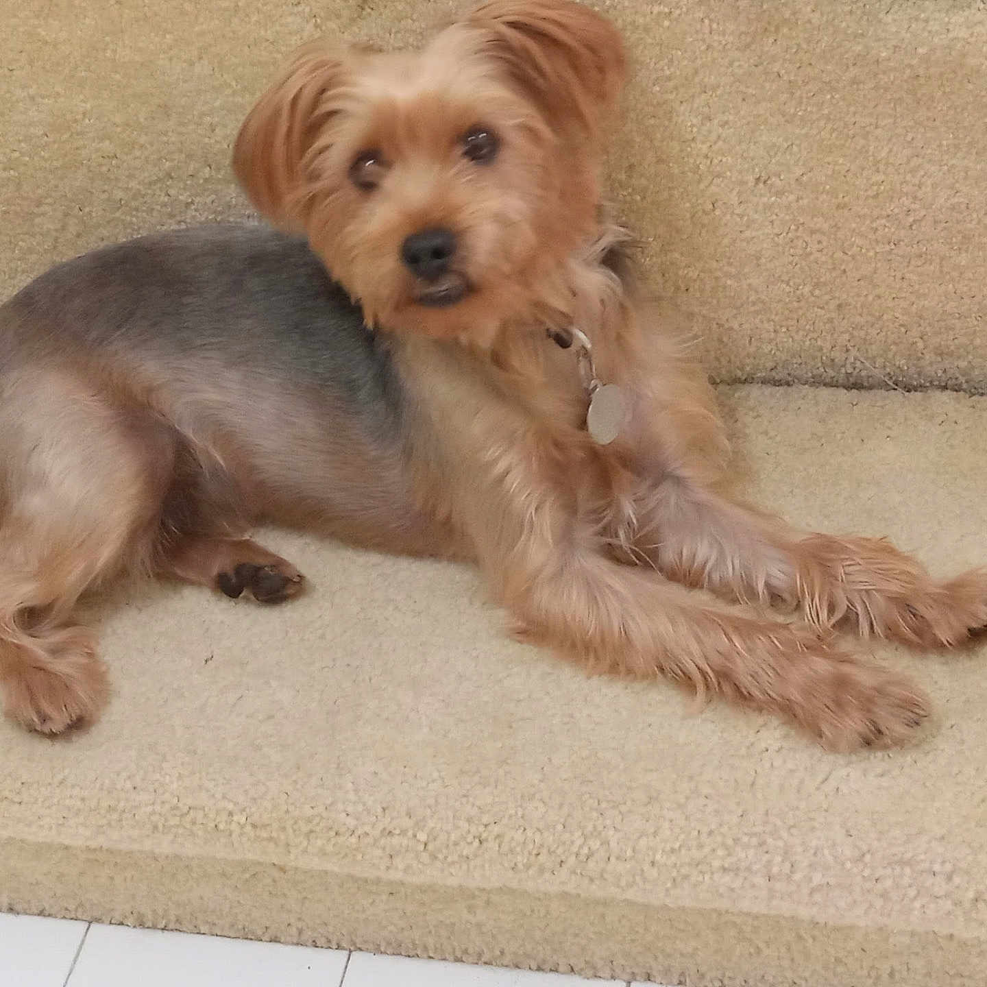 Snapp joined the competition — help win amazing prizes! animal, canine, carpet, collar, cute, dog, domestic_animal, ears, fur, gray_fur, indoor, looking_at_camera, lying_down, paw, pet, resting, small_dog, snout, stairs, tan_fur