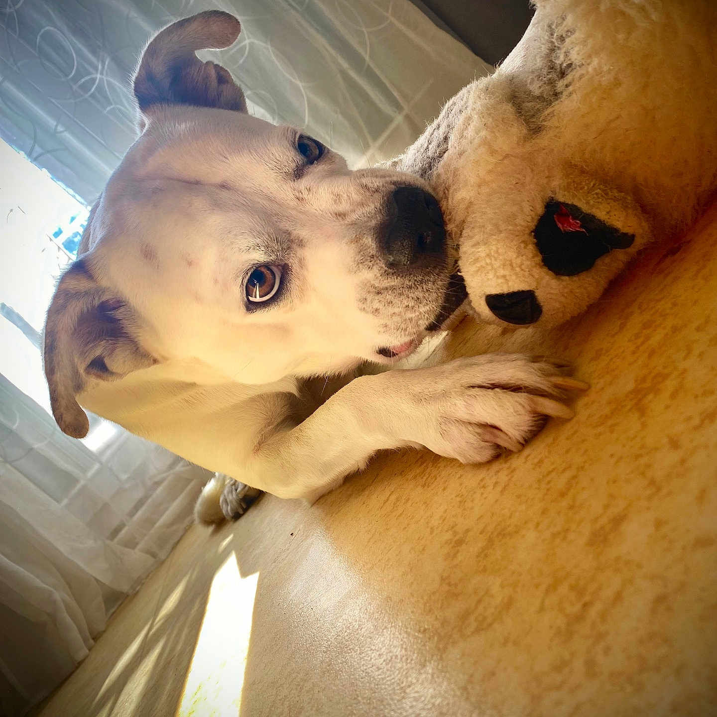 Tayron a rejoint le concours — aidez-le/la à gagner de superbes lots ! animal, close_up, companion, cozy, curtains, cute, dog, domestic_animal, floor, home, indoor, lying_down, paw, pet, relaxed, soft_light, stuffed_animal, sunlight, toy, white_dog