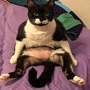 Emma joined the competition — help win amazing prizes! animal, bed, black_and_white, cat, curious, cute, domestic_cat, feline, fur, indoor, looking_at_camera, pet, pink_paw_pads, purple_bedspread, relaxed, resting, sitting, tail, tuxedo_cat, whiskers