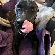 Janis is registered to the contest to win money with this photo: dog, black_dog, tongue_out, close_up, pet, indoor, blanket, quilted, cozy, relaxed, animal, canine, home, furniture, soft_texture, resting, tongue, sleepy, snout, cute