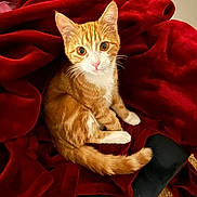 Milo participe au concours pour gagner de l'argent avec cette photo : cat, orange_cat, white_paws, blanket, red_blanket, cozy, pet, fur, whiskers, indoor, cute, animal, relaxing, curious, soft_texture, warm, resting, small_animal, feline, companion