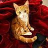 cat, orange_cat, white_paws, blanket, red_blanket, cozy, pet, fur, whiskers, indoor, cute, animal, relaxing, curious, soft_texture, warm, resting, small_animal, feline, companion