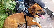 Ghali a rejoint le concours — aidez-le/la à gagner de superbes lots ! dog, dog_breed, dog_like_mammal, hound, hunting_dog, redbone_coonhound, rhodesian_ridgeback, snout