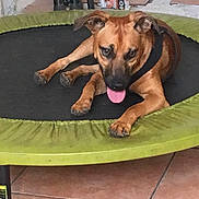 Ghali a rejoint le concours — aidez-le/la à gagner de superbes lots ! black_mouth_cur, carnivoran, dog, dog_breed, dog_breed_group, dog_like_mammal, fawn, rhodesian_ridgeback, snout