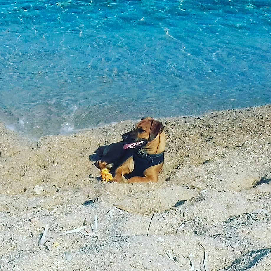 Ghali participe au concours pour gagner de l'argent avec cette photo : beach, dog, dog_breed, dog_like_mammal, fun, sand, sea, summer, vacation
