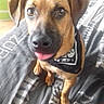 Ghali a rejoint le concours — aidez-le/la à gagner de superbes lots ! black_and_tan_terrier, carnivoran, dog, dog_breed, dog_breed_group, dog_like_mammal, snout