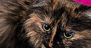 Guysmolina participe au concours pour gagner de l'argent avec cette photo : abyssinian, angora, animal, brasssection, cat, hardwood, horn, kitten, manx, musicalinstrument, pet, siamese, wood